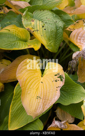 Verfallende Hosta Blätter im Herbst. Stockfoto