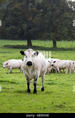 Bos taurus. Britische weiße Rinder in der englischen Landschaft. Stockfoto