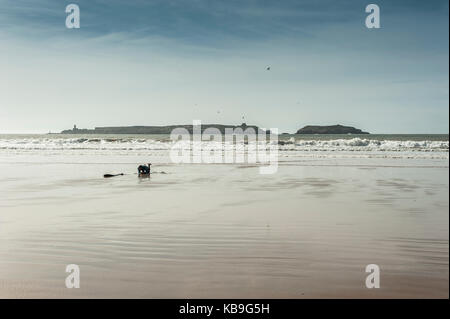 Strand mit Blick auf den Hafen und die Altstadt, Essaouira, Marokko, Nordafrika Stockfoto