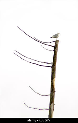 Tree Topper Stockfoto