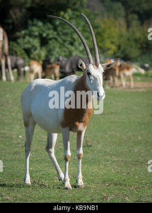 Der scimitar Oryx oder scimitar-horned Oryx (Oryx dammah), auch bekannt als die Sahara Oryx, ist eine Pflanzenart aus der Gattung der Oryxantilopen einmal weit verbreitet in Nordafrika, die Stockfoto