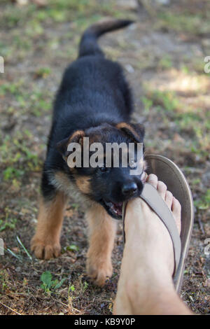 Ein Schäferhund Welpe beisst ein Fuß für spielen Stockfoto