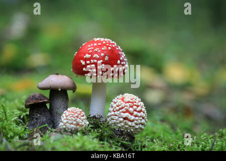 Giftige Amanita muscaria und genießbare Braun cap Boletus hat Pilze im Wald Stockfoto