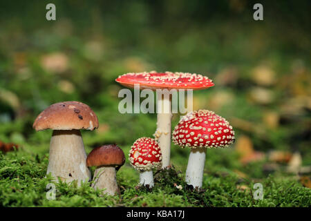 Giftige Amanita muscaria und genießbare Steinpilzen im Wald Stockfoto