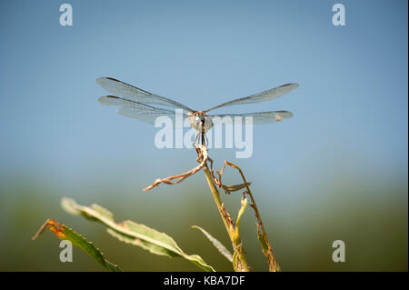 Blue Dasher Dragonfly auf Werk in Metzger Marsh in Ohio. Stockfoto