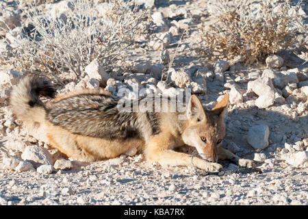 Black-backed Jackal, Etosha National Park, Namibia Stockfoto