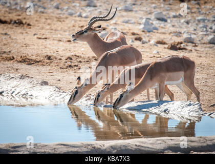 Schwarz-faced Impalas trinken aus einem Wasserloch, Etosha National Park, Namibia Stockfoto