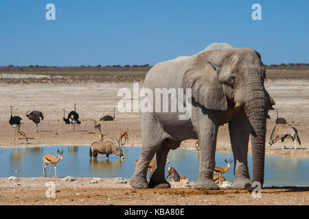 Tierwelt versammelt an einem Wasserloch, Etosha National Park, Namibia Stockfoto