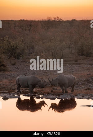 Zwei schwarze Nashörner Geselligkeit an einem Wasserloch bei Sonnenuntergang, Etosha National Park, Namibia Stockfoto