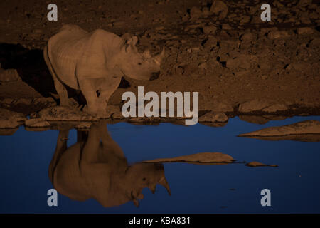 Ein Rhino nehmen einen Drink an einer Wasserstelle in der Nacht, Etosha National Park, Namibia Stockfoto