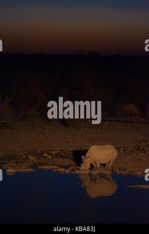 Ein Rhino nehmen einen Drink an einer Wasserstelle in der Nacht, Etosha National Park, Namibia Stockfoto