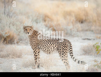 Cheetah im Morgenlicht, Etosha National Park, Namibia Stockfoto