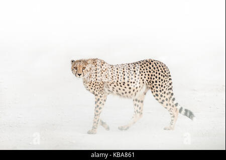 Cheetah im Staub, Etosha National Park, Namibia Stockfoto