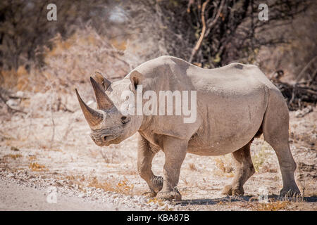 Schwarze Nashörner, Etosha National Park, Namibia Stockfoto