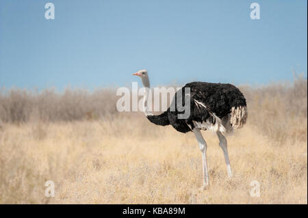 Ein einsamer Mann Strauß, Etosha National Park, Namibia Stockfoto