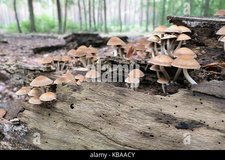 Gruppe von Lamelle Pilze auf toten Baumstamm. Ökologie Wald. faules Holz. Stockfoto