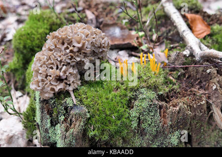 Blumenkohl Pilz (sparassis Crispa) und gelb (stagshorn calocera Viscosa) auf Baumstamm im Wald Stockfoto