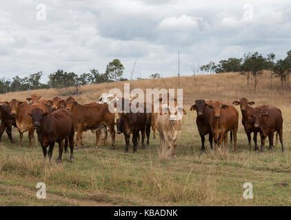 Gemischte Herde Rinder frei Roaming in Queensland, Australien. Stockfoto