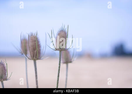 Blumen in einem Feld Stockfoto