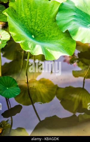 Nahaufnahme des großen Lily lotus Pads im Teich Sumpf während der sonnigen Sommer Stockfoto