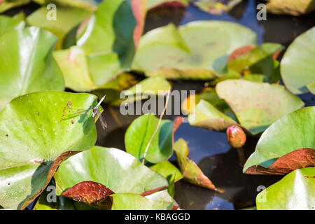 Rosa Rot geschlossen lily Blütenknospen mit Pads in Teich und blaue Libelle Stockfoto