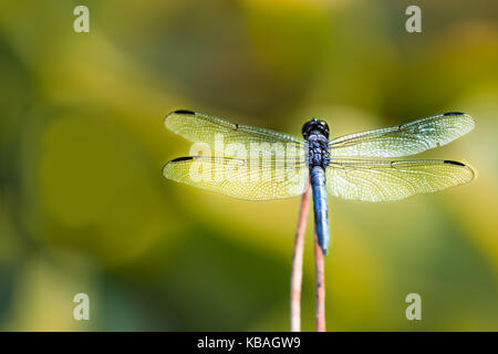 Makro Nahaufnahme eines Blue Dragonfly zurück in einem Lotus Teich auf Stick mit bokeh Hintergrund und Flügel Stockfoto