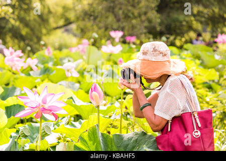 Washington DC, USA - 23. Juli 2017: Hell weiß und pink Lotus Blumen mit asiatischen Senior Frau Fotos Fotos mit DSLR-Kamera, die im Goldenen sunl Stockfoto