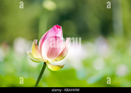 Nahaufnahme des hellen Pink Lotus Flower geschlossene Knospe Blüte Öffnung Stockfoto