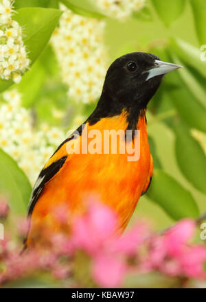 Ein männlicher Baltimore Oriole peeking aus Frühlingsblumen. Stockfoto