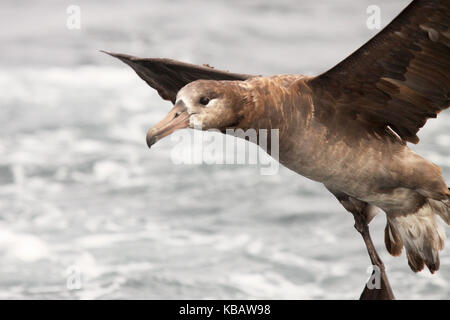Eine Schwarz-füßige Albatross hängen auf der Wind während einer Annäherung. Stockfoto