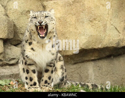 Ein snow leopard knurrend in Warnung. Stockfoto