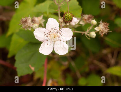 Weiß brombeer Blüte Blüte Blüten Nahaufnahme, Essex, England, Großbritannien Stockfoto