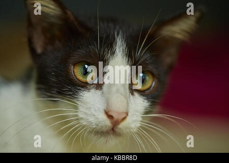 In der Nähe von Schwarzen und Weißen cat face mit funkelnden Augen Stockfoto