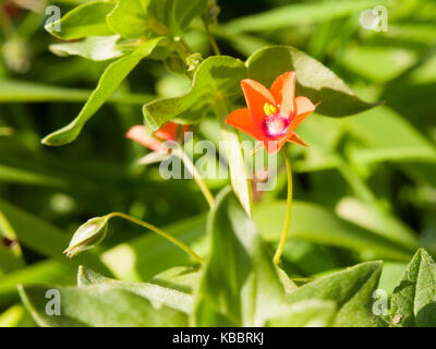 Schöne kleine Red scarlet pimpernel auf Forest Green, Essex, England, Großbritannien Stockfoto