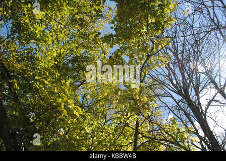 Sonnenlicht durch die Bäume Stockfoto