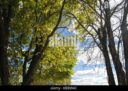 Sunlight coming through the trees Stockfoto
