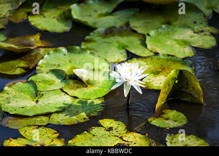 Nahaufnahme von einem blühenden weißen Blüten mit hellen Lily Pads im Teich Stockfoto