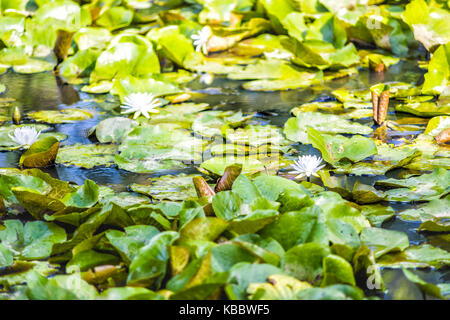 Nahaufnahme von vielen blühenden weißen Blüten mit hellen Lily Pads im Teich Stockfoto