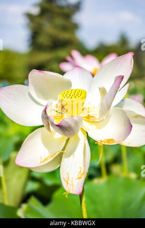 Makro Nahaufnahme von hellem Weiß und Pink Lotus Blume mit gelben seedpod Innen und Hummel fliegen Stockfoto