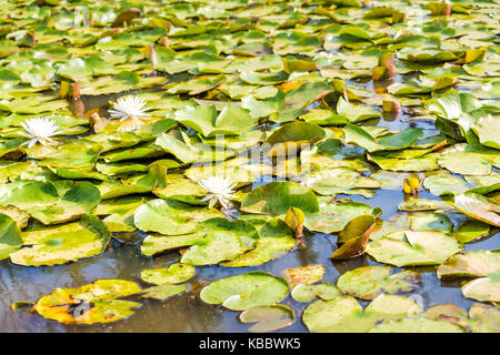 Nahaufnahme von vielen blühenden weißen Blüten mit hellen Lily Pads im Teich Stockfoto