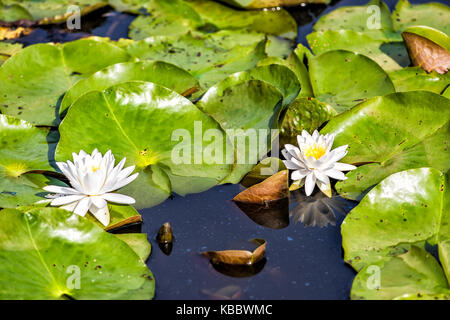 Nahaufnahme von zwei blühenden weißen Blüten mit hellen Lily Pads im Teich Stockfoto