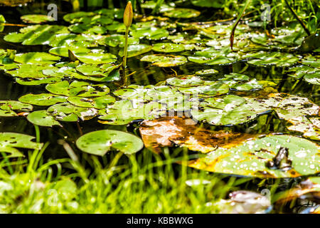 Makro Nahaufnahme von großen Wassertropfen auf Lily lotus Pads im Teich Sumpf während der sonnigen Sommer Stockfoto