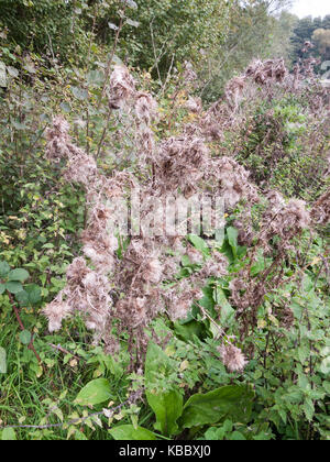 Weiß Mariendistel Blütenköpfe Haufen Laub Strauch, Essex, England, Großbritannien Stockfoto
