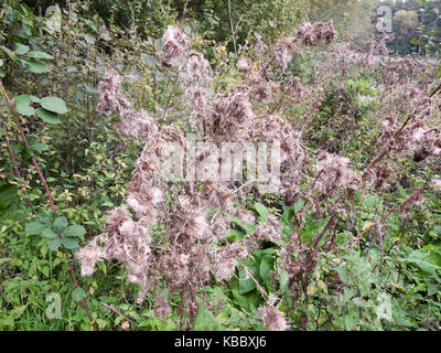 Weiß Mariendistel Blütenköpfe Haufen Laub Strauch, Essex, England, Großbritannien Stockfoto
