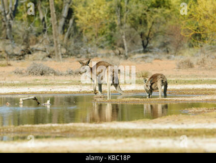 Zwei Rote Riesenkängurus (Macropus rufus), Bowra, in der Nähe von Cunnamulla, Queensland, Queensland, Australien Stockfoto