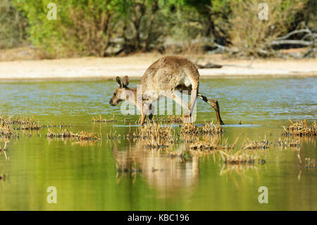 Rote Känguru (Macropus rufus) Hungernden wegen der Dürre versucht auf aquatische Gras in einem kleinen Teich zu füttern. Bowra, in der Nähe von Cunnamulla, Queensland, Queensland, Stockfoto