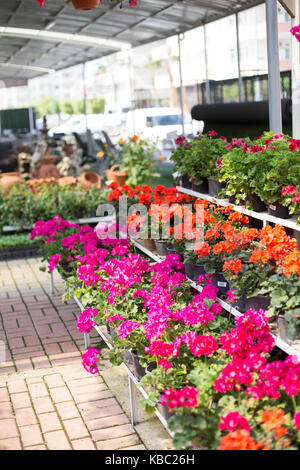 Vertikaler purple Petunia in hängenden Töpfe shot mit enge Tiefenschärfe Stockfoto