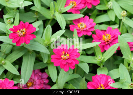 Rosa Zinnia elegans im Sommergarten. Oklahoma, USA. Stockfoto