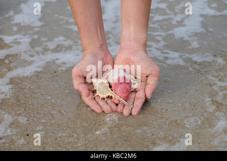 Viele Muscheln auf der Frau Hände durch das Meer. Stockfoto