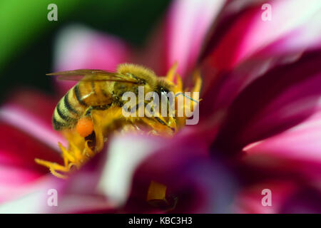 Honigbiene (Apis mellifera) auf die weiße rote Dahlie. Biene mit Pollen in einem Korb. Horizontale Nahaufnahme Bild. Stockfoto